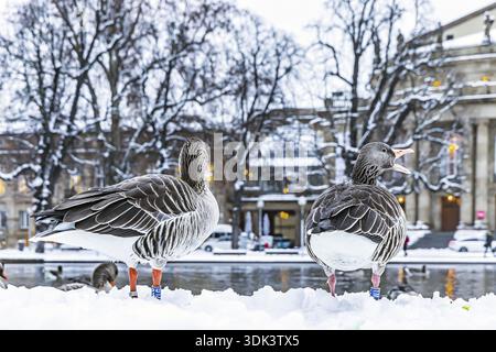 Hiver à Stuttgart. Il a neigé toute la nuit et la ville est blanche et hivernale tôt le matin. Des oies du Nil devant l'opéra. Stuttgart, Baden-W. Banque D'Images