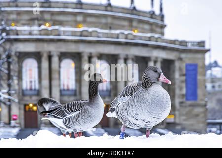 Hiver à Stuttgart. Il a neigé toute la nuit et la ville est blanche et hivernale tôt le matin. Des oies du Nil devant l'opéra. Stuttgart, Baden-W. Banque D'Images