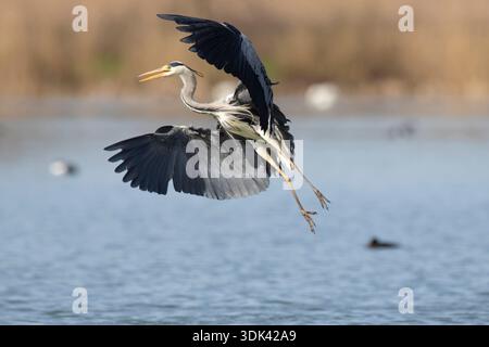 Héron gris, Ardea cinerea, héron adulte en vol, Schleswig-Holstein, Allemagne Banque D'Images