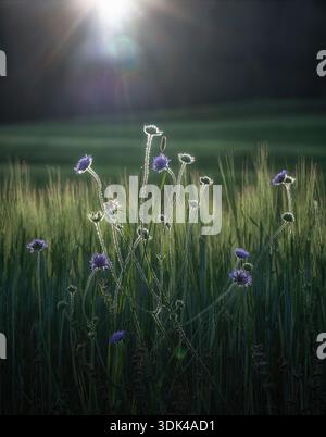 Bleuets dans la lumière du soleil d'été dans un champ Banque D'Images