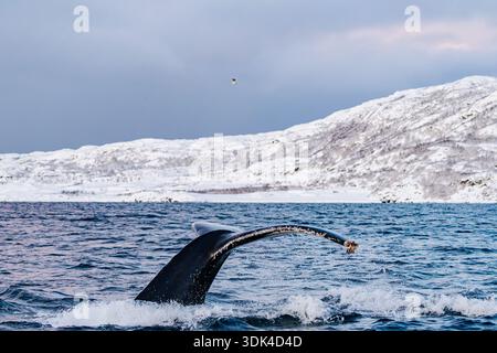 Norvège, Fylke Troms, Skjervøy, Kvænangen, baleine à bosse (nageoire de queue) Banque D'Images