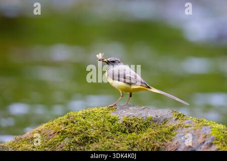 Grey Wagtail, Motacilla cinerea, mâle avec nourriture, province de Scania, Suède Banque D'Images