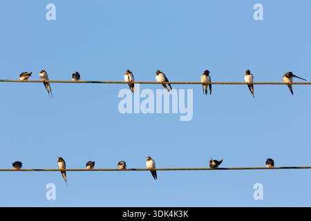 Hirondelle de grange, Hirundo rustica, hirondelles perchées sur une ligne électrique, Schleswig-Holstein, Allemagne Banque D'Images
