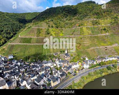 Vignobles, forêts, temps de récolte dans la région de Calmont avec le vignoble le plus escarpé d'Europe sur la vallée de la Moselle, activités de plein air, randonnée et klimbing i. Banque D'Images