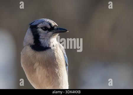 Magnifique Blue Jay Banque D'Images