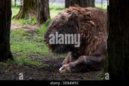 Un bison européen reposant sur le sol forestier, Pologne. Banque D'Images