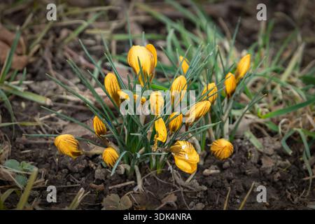 Les crocus jaunes avec des rayures brunes commencent à fleurir du sol sombre, signalant l'arrivée du début du printemps dans un jardin à Zoug, en Suisse Banque D'Images