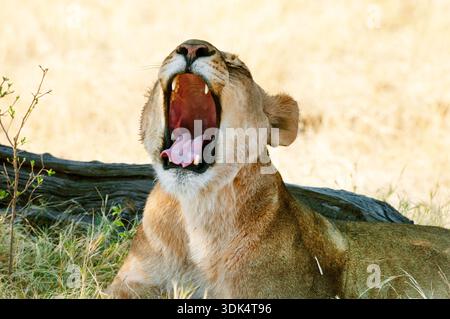 Lion (Panthera leo), lionne se trouve à l'ombre et bâillant, Botswana, Delta de l'Okavango Banque D'Images