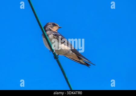 Hirondelle de grange (Hirundo rustica rustica, Hirundo rustica), se trouve sur un fil, Belgique, Flandre orientale Banque D'Images