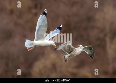 Mouette de la Caspienne (Larus cachinnans, Larus cachinnans cachinnans), adulte arrassant une mouette de la Caspienne du premier hiver, Belgique, Namur Banque D'Images
