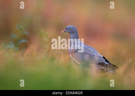 Pigeon des bois, pigeon commun des bois (Columba palumbus), perché dans une prairie, Italie, Toscane Banque D'Images