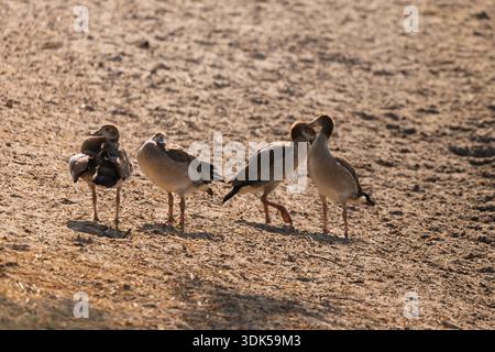 Quatre oies égyptiennes se dressent sur un sol sablonneux dans le parc national de Tarangire, en Tanzanie. Deux partagent un moment tendre, nuzzling. Banque D'Images