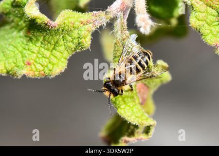 Vue macro de haut en bas d'une abeille solitaire (Anthophora sp.) Perché sur une feuille verte à Chypre. Banque D'Images