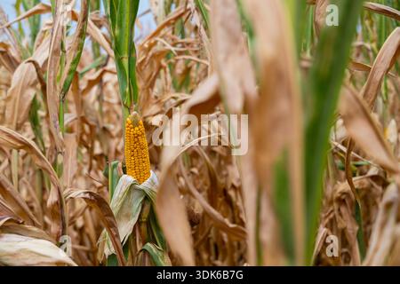 Épi doré de maïs dans un champ de maïs sec au milieu de hautes tiges et de feuilles fanées Banque D'Images