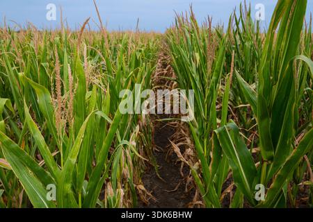 Rangées de champs de maïs de grandes tiges de maïs vertes avec un chemin étroit à travers le champ sous un ciel bleu Banque D'Images