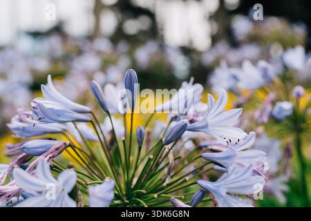 Gros plan de fleurs de lis africain dans le jardin de fleurs sauvages Banque D'Images