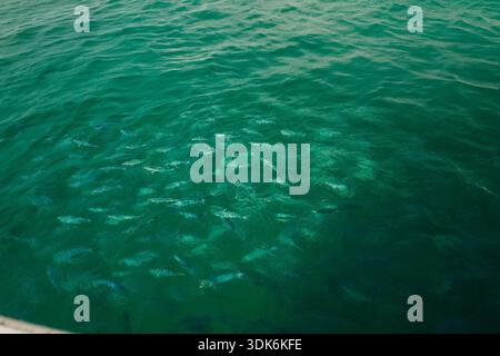 École de poisson dans les eaux turquoise, Seychelles Banque D'Images