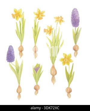 Jonquilles et jacinthes aquarelles avec bulbes isolés sur blanc Banque D'Images