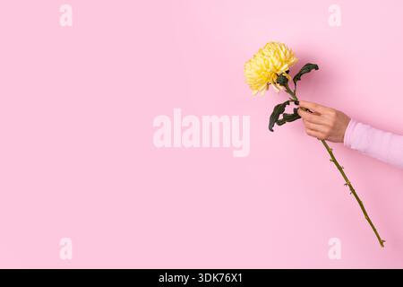 Main féminine tenant une fleur de chrysanthème jaune unique sur fond rose pastel, composition florale minimaliste avec espace de copie. Banque D'Images