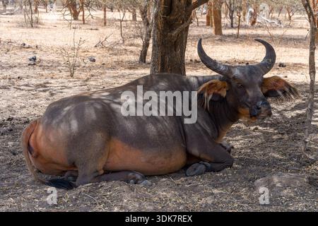 Vue d'un buffle du cap repose à l'ombre, sa peau sombre modelée par la lumière du soleil tapissée filtrant à travers les arbres clairsemés, Thiès, région de Senega Banque D'Images