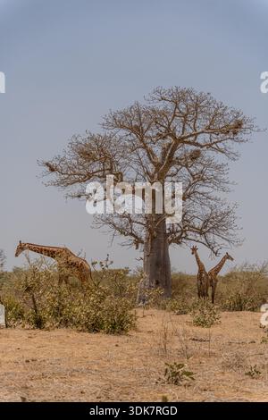 Vue sur les girafes parcourant gracieusement le paysage aride, un majestueux baobab se dresse comme une sentinelle silencieuse contre le ciel brumeux, Thiès, région de Thiès, Sen Banque D'Images