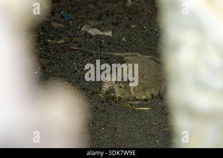 Vue d'un crâne altéré repose dans la terre sombre et granuleuse, encadrée par des objets flous et de couleur claire, créant un contraste frappant, Thiès, Sénégal. Banque D'Images