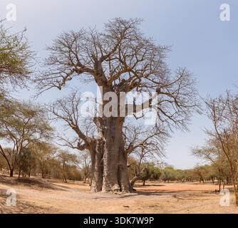 Vue sur un majestueux baobab se dresse haut sur la terre aride, son tronc massif dominant le paysage à Thiès, région de Thiès, Sénégal. Banque D'Images