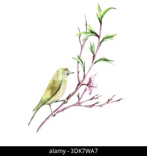 Une branche avec de jeunes pousses et un œil blanc japonais délicat. Illustration aquarelle isolée dans un style réaliste pour les cartes postales, les intérieurs, le printemps h Banque D'Images