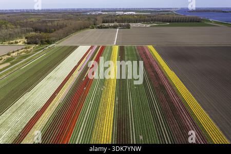 Vue aérienne des champs de tulipes vibrants créent une mosaïque colorée sur fond de forêts verdoyantes et le bleu calme du Haringvliet, Nieuwe-T. Banque D'Images