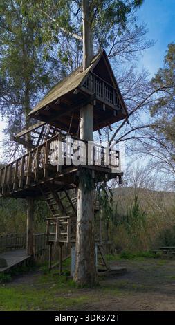 Maison d'arbre en bois construite autour d'un arbre vivant, entourée par la nature de la forêt et des allées surélevées. Banque D'Images