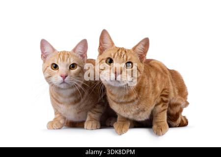 2 chats européens courts de race pure, allongés l'un à côté de l'autre face à l'avant. Je suis curieux de voir la caméra. Isolé sur fond blanc. Banque D'Images