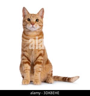 Beau jeune chat européen Shorthair de race pure, assis face à l'avant. Je regarde directement la caméra. Isolé sur fond blanc. Banque D'Images