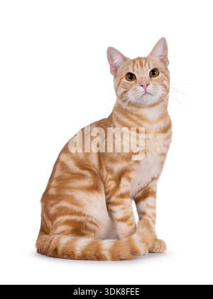 Beau chat européen court de race pure, assis sur le côté. Regarder vers le haut et au-dessus de la caméra. Isolé sur fond blanc. Banque D'Images