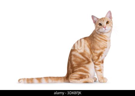 Beau chat européen court de race pure, assis sur le côté. Je regarde directement la caméra. Isolé sur fond blanc. Banque D'Images