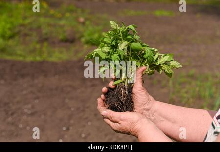 les mains féminines tiennent doucement les jeunes plants de tomates, soins délicats nécessaires au jardinage. la plante est fraîche et verte, prête à être plantée dans le jardin. femme âgée Banque D'Images