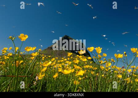 Fleurs sauvages jaunes fleurissant au bord de la mer avec une montagne verte spectaculaire et des oiseaux de mer volant sous un ciel bleu profond en été, la nature islandaise Banque D'Images