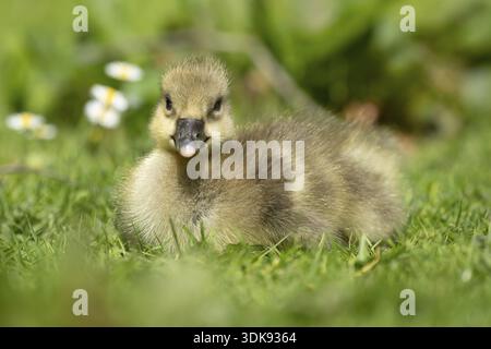 Greylag Goose (Anser anser) tête d'oiseau juvénile de bébé gosling assis sur l'herbe en été, Angleterre, Royaume-Uni Banque D'Images