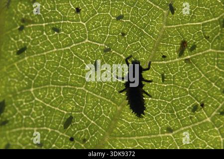 Coccinelle septempunctata (coccinella septempunctata), larve d'insecte adulte et puceron de prune (Hyalopterus pruni) sur une feuille de prunier en été Banque D'Images