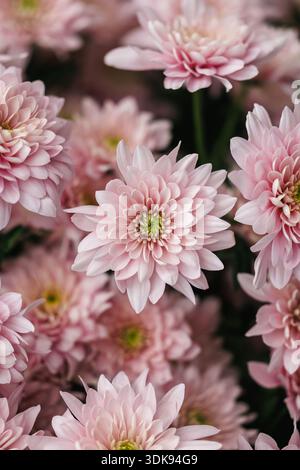 Photo macro de chrysanthèmes roses en fleurs dans une lumière douce. L'image capture la texture fine des pétales et les détails complexes de chaque fleur Banque D'Images
