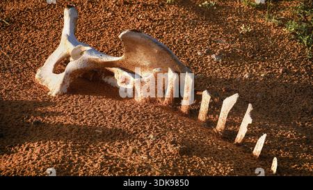 Arabie Saoudite, ossements de chameaux dans le désert, sable du désert, moyen-Orient Banque D'Images
