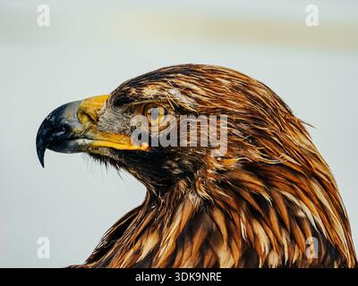 Portrait de profil d'un aigle avec plumage détaillé et bec pointu. Banque D'Images