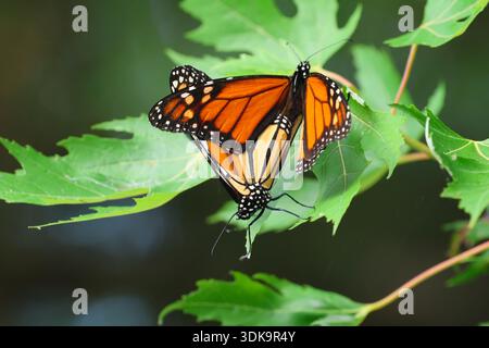 Deux papillons monarques (Danaus plexippus) s'accouplent dans un érable. Tourné dans le sud-ouest, Ontario, Canada. Banque D'Images