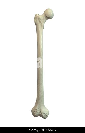 Illustration de l'anatomie de l'os fémoral. Banque D'Images