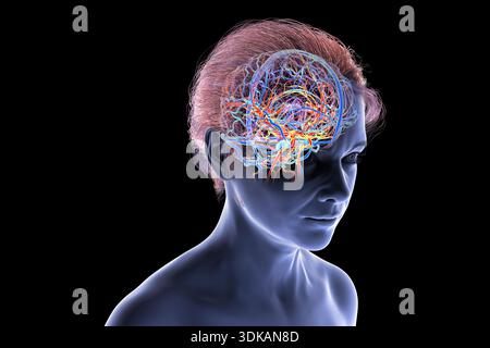 Illustration du cerveau humain avec des vaisseaux sanguins mis en évidence avec les artères (rouge) et les veines (bleu) montrant l'anatomie de la circulation cérébrale. Banque D'Images