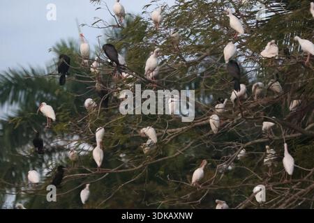 Bird Rookery : ibis et Cormorans in Tree Banque D'Images