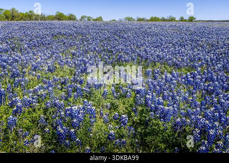 Abondance od Texas Blue bonnets dans le pays montagneux du Texas Banque D'Images