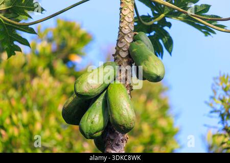 Fruits de papaye verts non mûrs suspendus sur Papaya Tree à Bali, Indonésie Banque D'Images