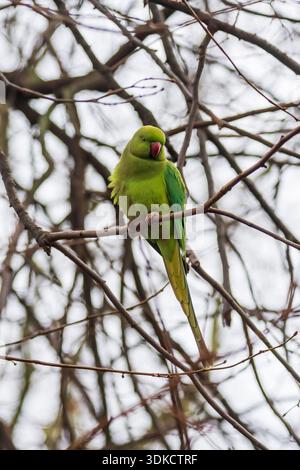 Perruche (Psittacula krameri) perchée dans un arbre à James's Park, Londres, Royaume-Uni Banque D'Images