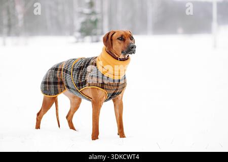 Rhodesian ridgeback portant une veste jaune sur fond d'hiver Banque D'Images