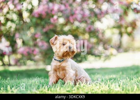 Gros plan portrait de joli petit chien doux Yorkshire terrier dans le col assis robe extérieure sur le fond d'été ensoleillé de printemps Banque D'Images